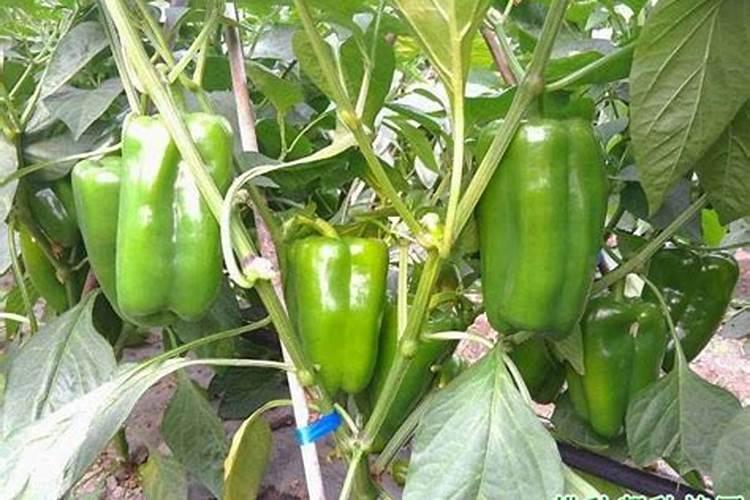 越夏甜椒怎么提高座果率(甜椒的种植技术与管理方法)