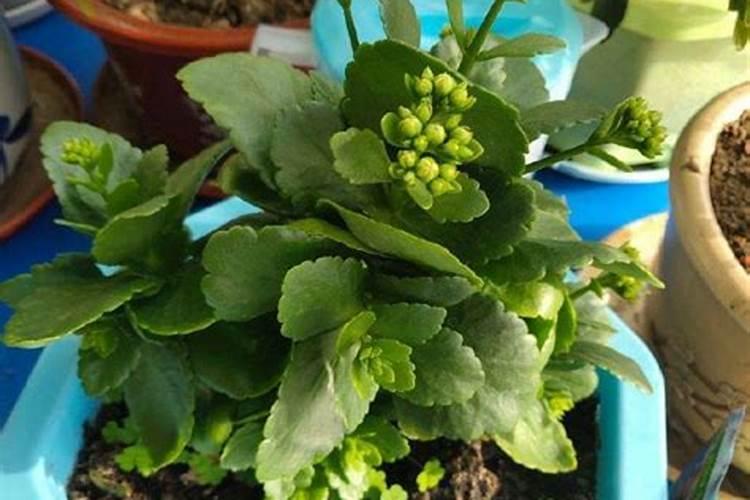 长寿花的施肥方法 长寿花的施肥注意事项