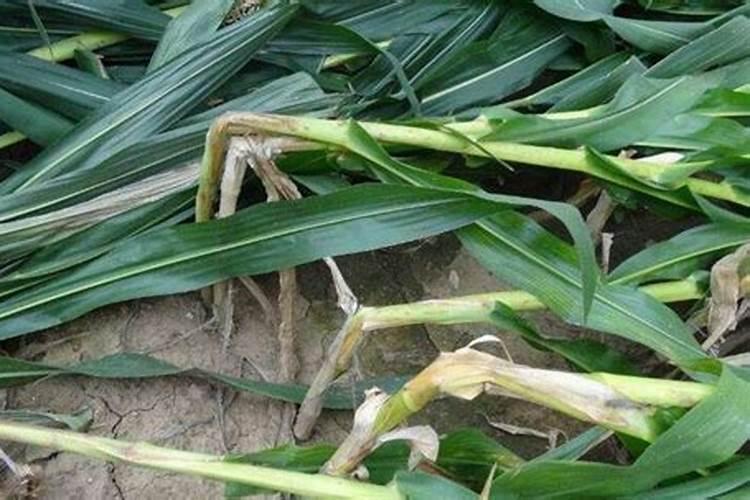 玉米防倒伏叶面喷施最佳时期,玉米防倒伏打什么药合适