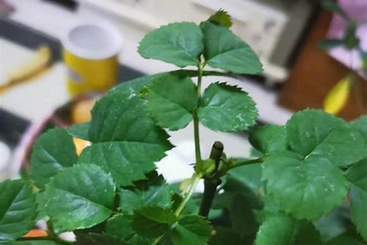 月季花怎么施肥？