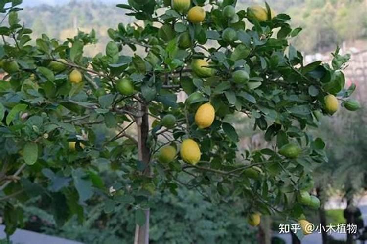 柠檬开花了怎么才能让它结果(如何促进盆栽柠檬坐果)