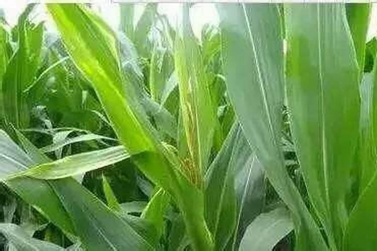玉米在什么时期追钾肥