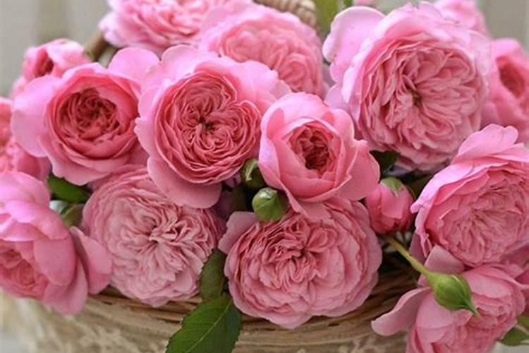 月季花夏季施什么肥好
