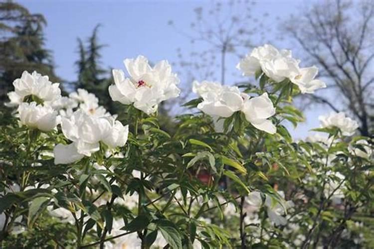 牡丹花怎样种植和养护