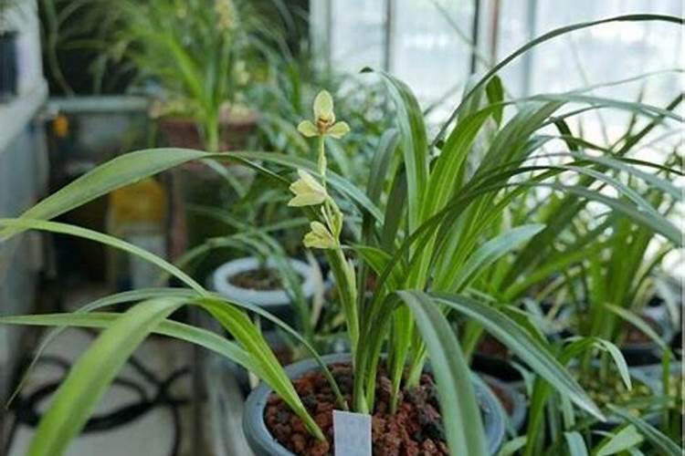 兰花夏天的养殖方法和注意事项