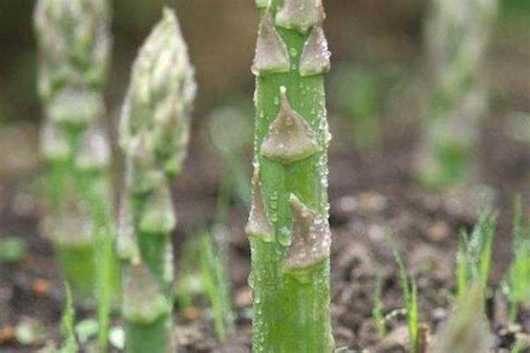 露天芦笋苗的种植方法 露天芦笋苗应该怎么种