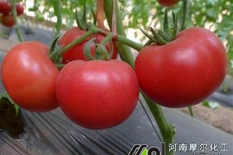 枣树小叶病怎么治,用什么药