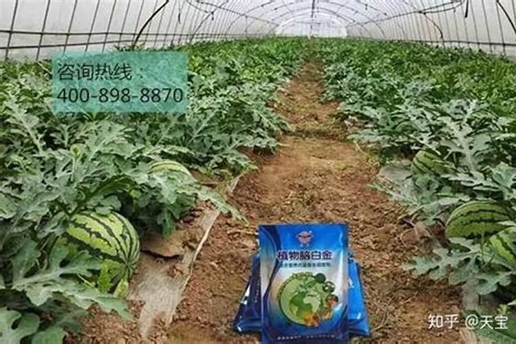 西瓜田里的西瓜两斤重大,下雨可以上尿素吗