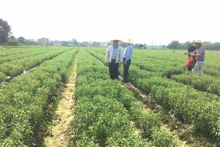 甜叶菊叶子干枯怎么回事？