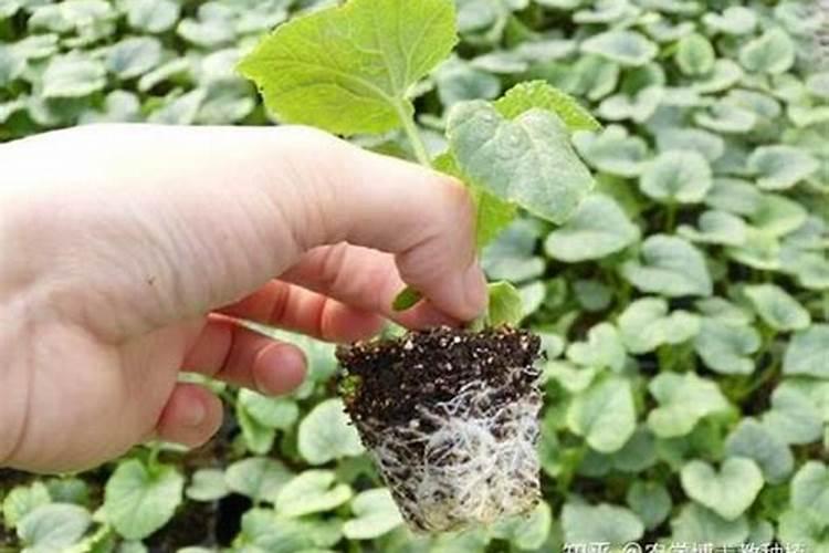 甜瓜小苗期施肥方法
