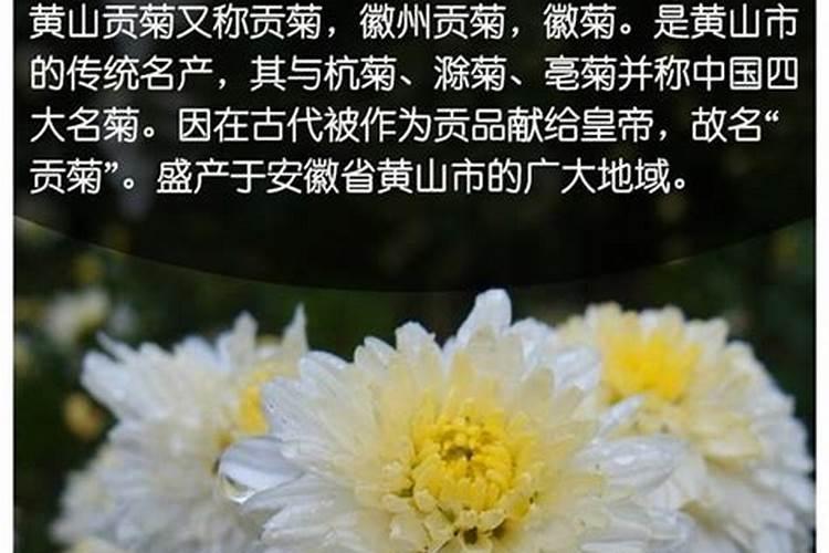 黄山贡菊的种植