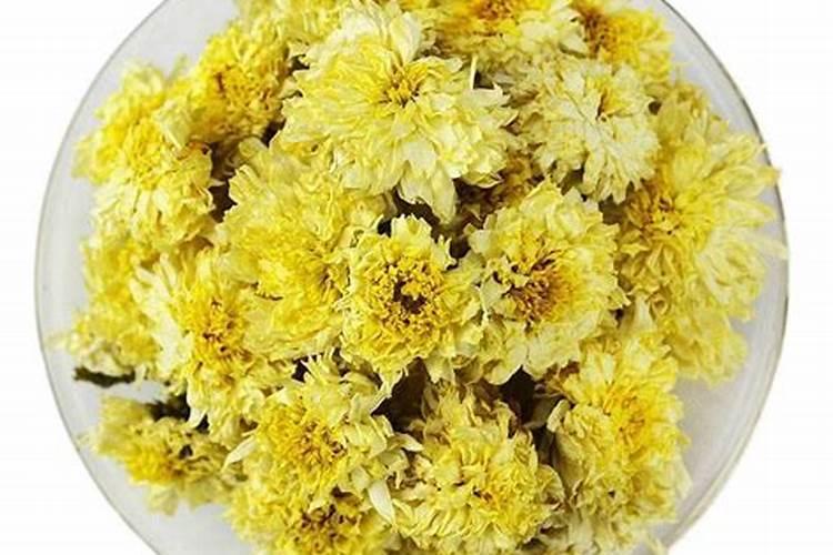 黄山贡菊花茶什么时候播种