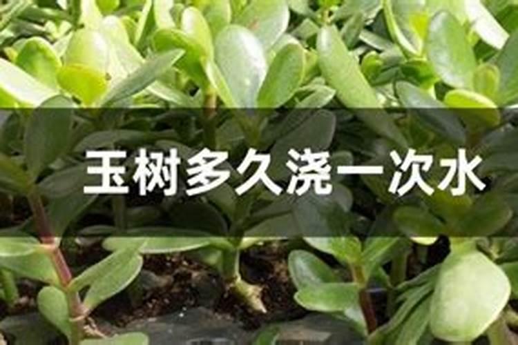 玉树什么肥养殖长得快,不同时期的施肥方法注意事项