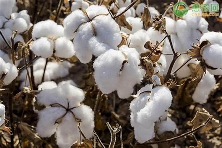 棉花底肥用什么肥料好