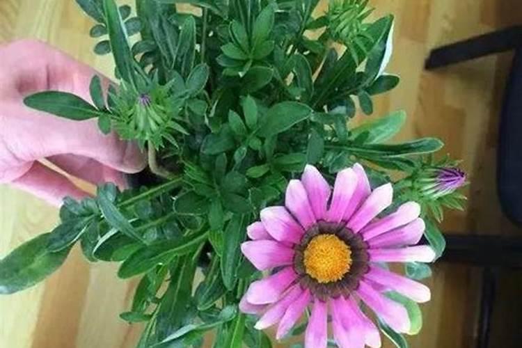 花不换土施肥行吗？树都不换土,