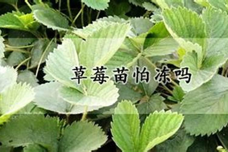 草莓施肥用什么肥料
