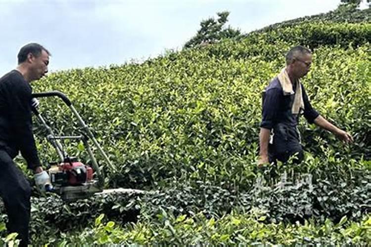 春茶采摘后的茶园管理方法