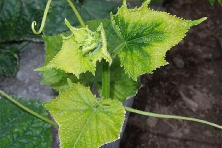 月季花夏季施什么肥好