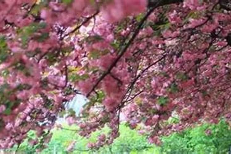 怎么给樱花树加点肥料