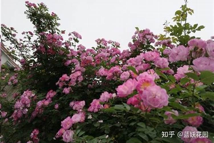 藤本月季施什么肥好