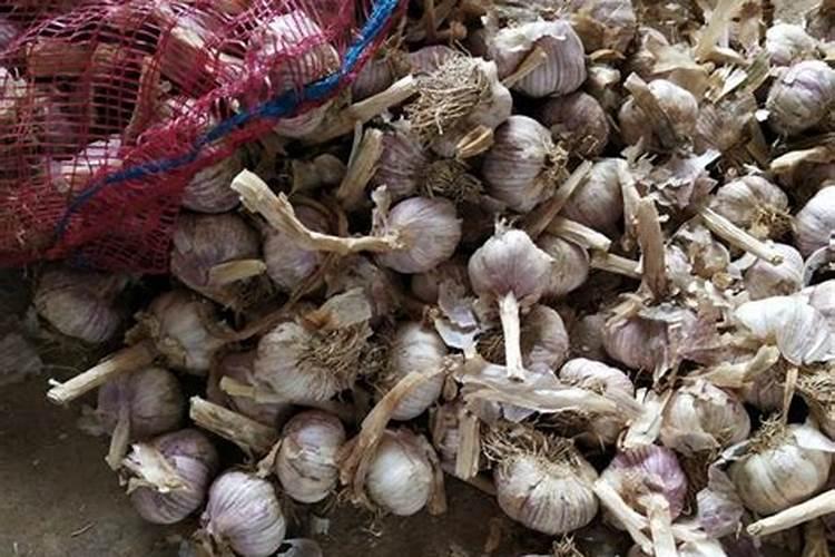 种大蒜用什么肥料最好