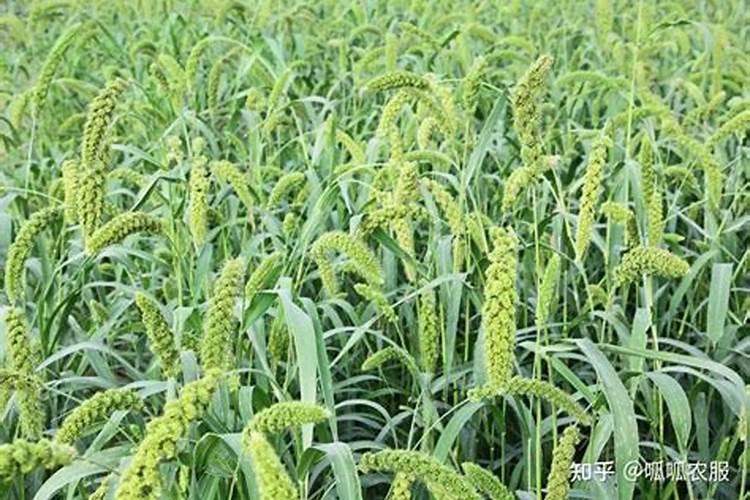草莓在开花的时候施什么肥料