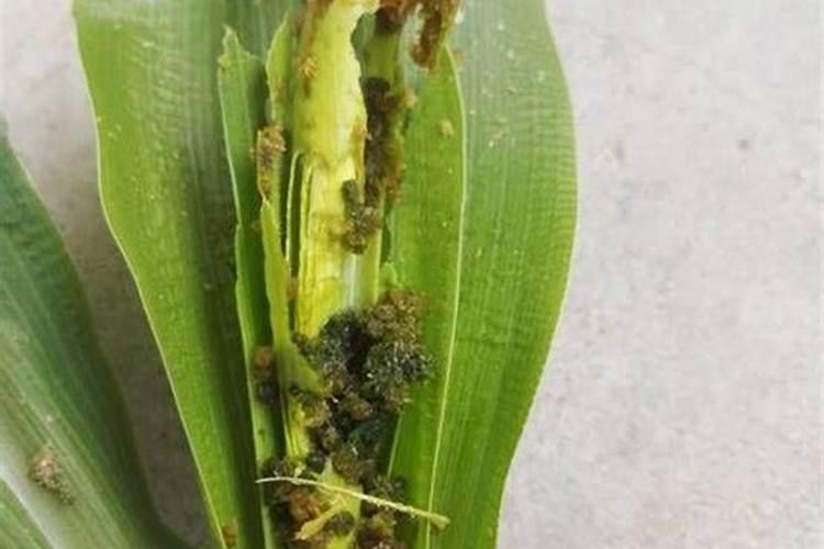刚出苗的玉米打什么药
