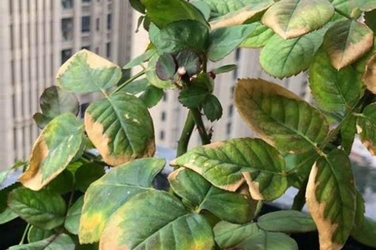 植物叶发黄用什么肥料