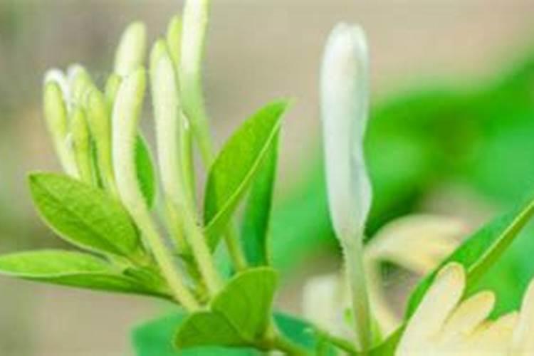 金银花施什么肥最好