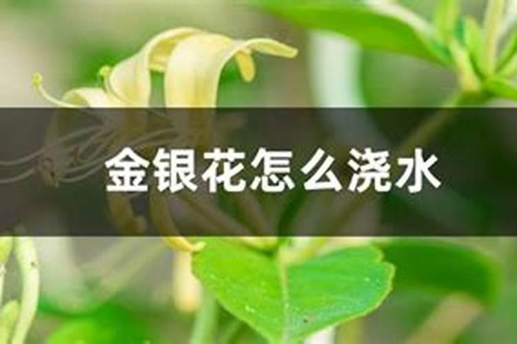 金银花怎么浇水,一年四季浇水量不同/3～5天浇1次