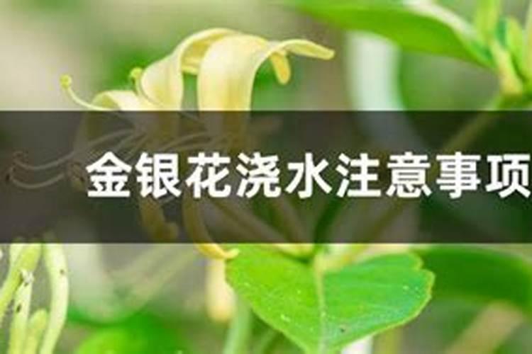 我家种的金银花已经种很久了但是生长很慢怎么样让它长得茂盛如果施肥要...