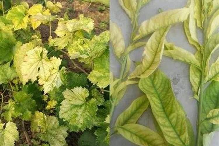 水淹的玉米苗发黄打什么叶面肥效果最好