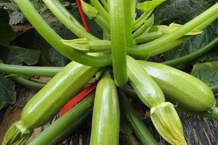 你好!我家的大棚!种的西葫芦!瓜一开始就是弯的!出现弯瓜!产量也低...