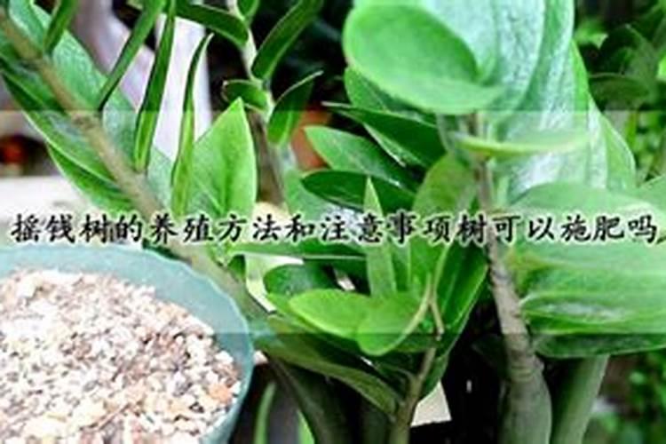摇钱树施肥方法,用什么肥好