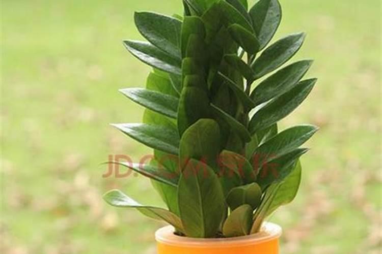 摇钱树用什么肥