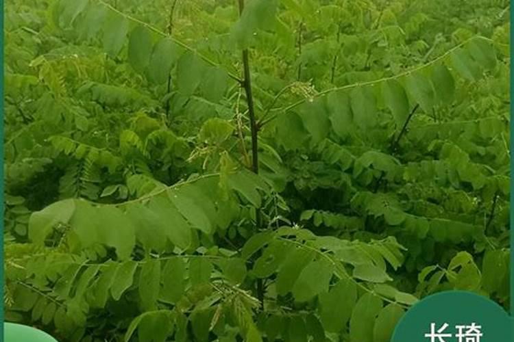 龙爪槐详细资料大全