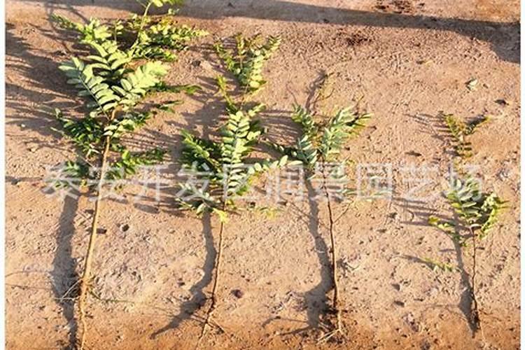 树木根烂是什么原因？怎么治疗？