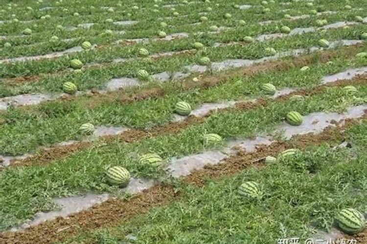 夏天种西瓜怎么施肥 夏天种西瓜如何施肥