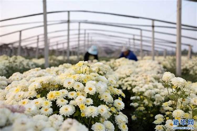 如何养菊花又矮又壮