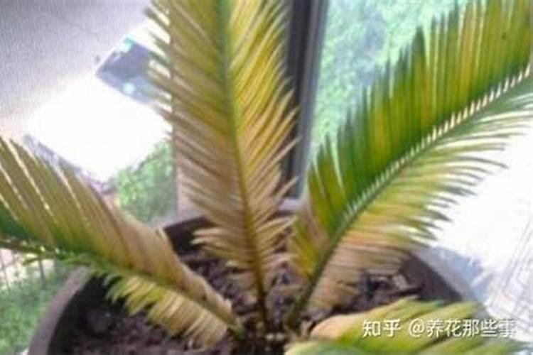 铁树叶子发黄施什么肥