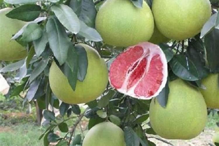 红蜜柚施什么肥最好