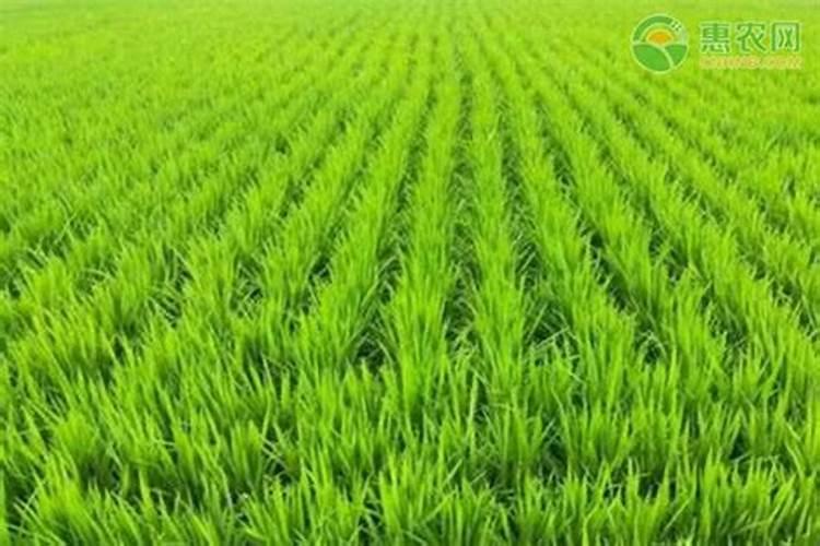 氮肥适合什么农作物 氮肥属于哪种肥料