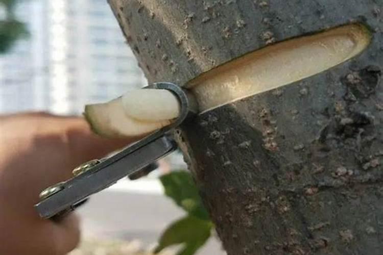 朋肥在果树上的作用是什么
