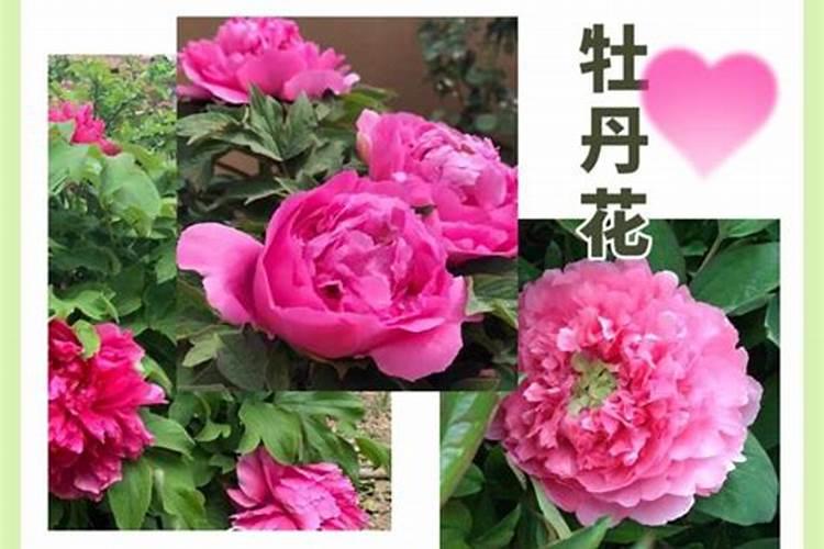 牡丹花什么时候施肥好