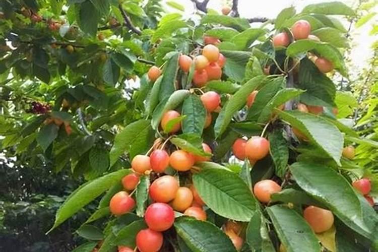 樱桃树开春追什么肥料 樱桃树开春追的肥料介绍