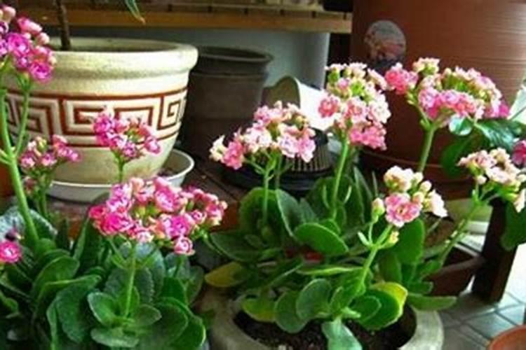 长寿花夏天怎么养施什么肥