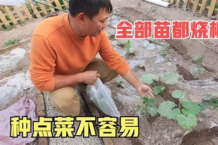 磷肥烧种芽吗就是种花生时下的底肥怎么做才能不烧种