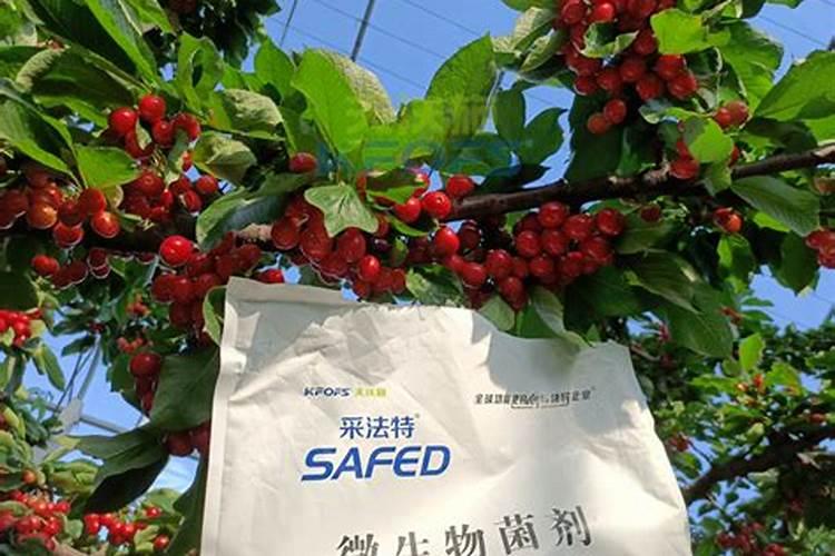 樱桃摘果后施什么化肥