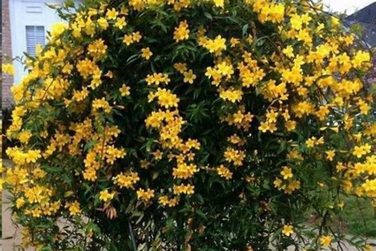 法国香水藤不开花怎么回事