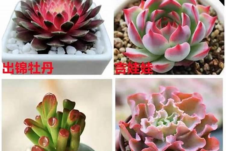 多肉植物用什么肥料比较好